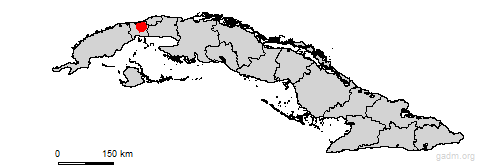 caimito
