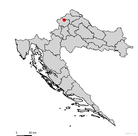 novigolubovec